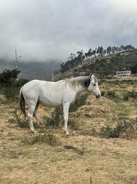 Horse in the field