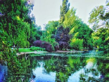 Reflection of trees in lake