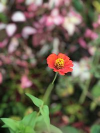 Close-up of red flowering plant