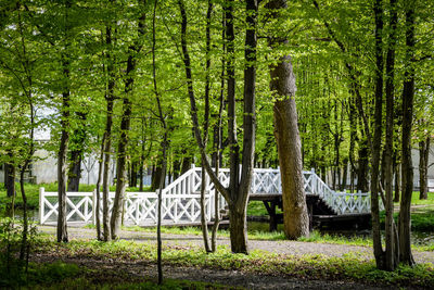 Trees in park