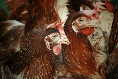 Close-up of hen