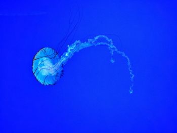 Jellyfish swimming in sea