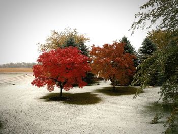 Autumn trees in park against clear sky