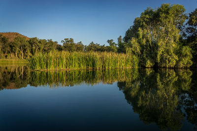 Reflection of trees in calm lake