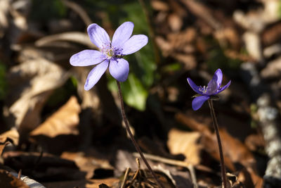 flowering plant