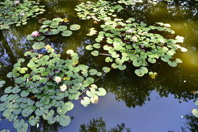 Scenic view of lake and leaves