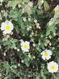 Close up of white daisy flowers