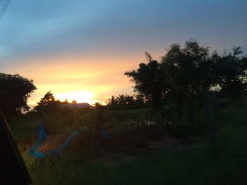 Silhouette of trees at sunset