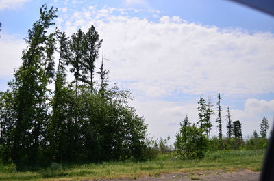 Low angle view of trees on field against sky