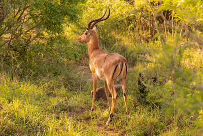 Impala in the nature reserve hluhluwe national park south africa