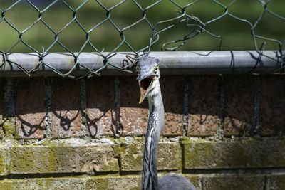 View of a bird against the wall