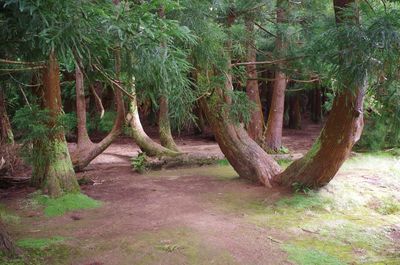 Trees on landscape