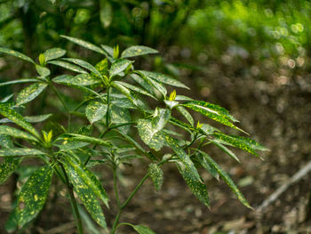 Close-up of green leaves