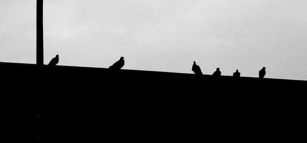 Low angle view of silhouette birds perching against sky