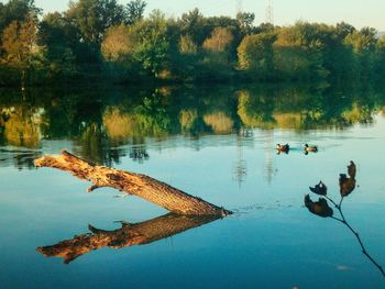 Reflection of trees in lake
