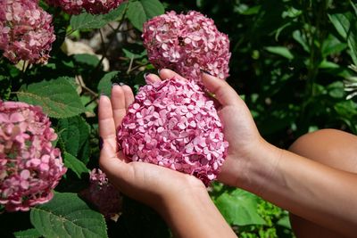 Close-up of hand holding pink roses