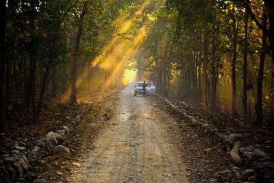 Road passing through forest