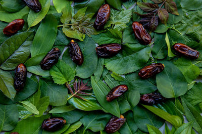 Full frame shot of leaves