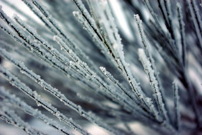 Full frame shot of frost on plant
