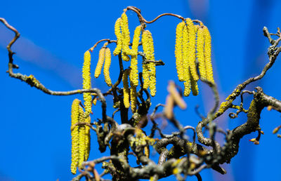 Low angle view of plant against clear blue sky