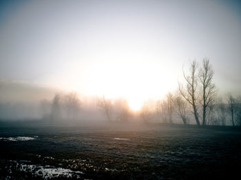 Trees on field against sky during foggy weather