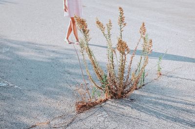 Low section of person on road by street