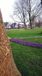 View of trees in park