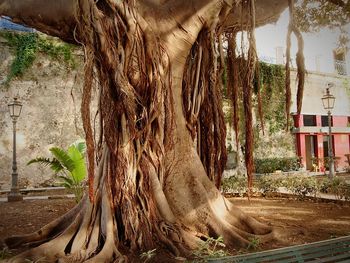 Plants growing on tree trunk