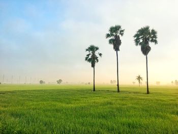 Palm trees on field against sky