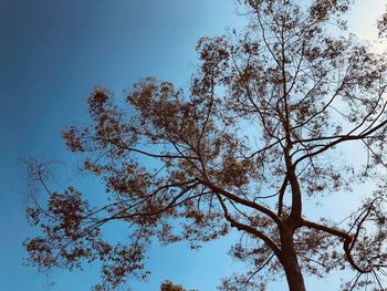 Low angle view of tree against clear blue sky