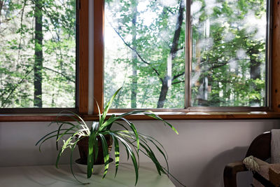 Potted plant on window