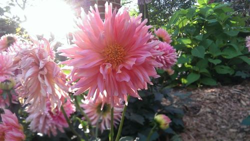 Close-up of pink flowers blooming outdoors