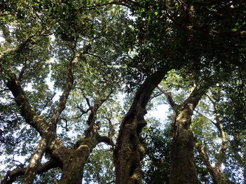 Low angle view of trees in forest
