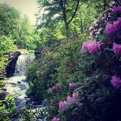 Pink flowers on tree