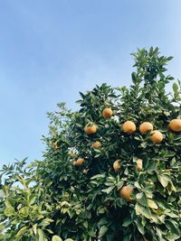 Low angle view of fruits growing on tree against sky