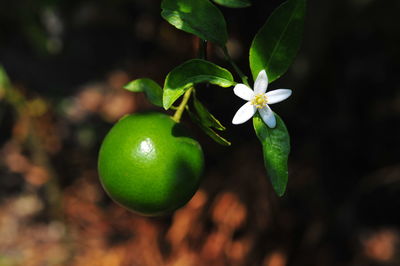 Close-up of fruit growing on tree