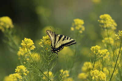 Butterfly on yellow flower