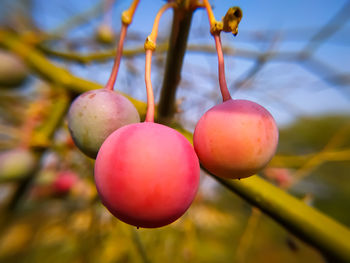 Close-up of cherries growing on tree