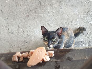 Portrait of cat relaxing by wall