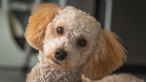 Close-up portrait of a dog