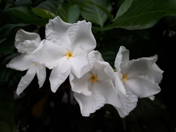 Close-up of white flowering plant