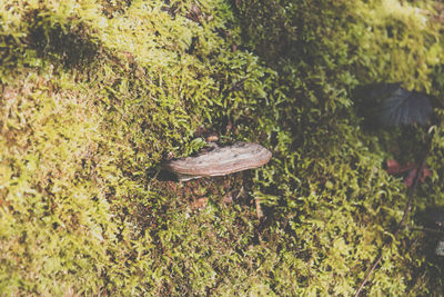 Trees growing in forest