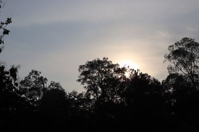 Low angle view of silhouette trees against sky