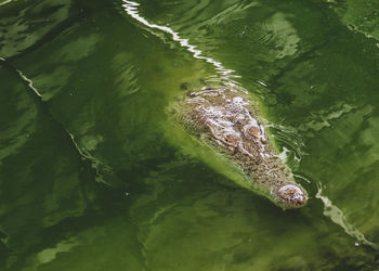 High angle view of turtle swimming in lake