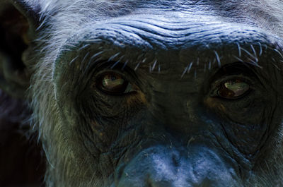 Close-up portrait of chimpanzee