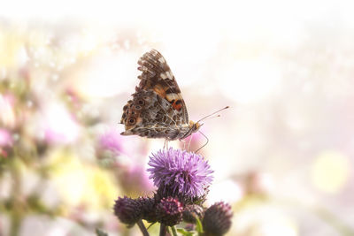 Close-up of butterfly pollinating on purple flower