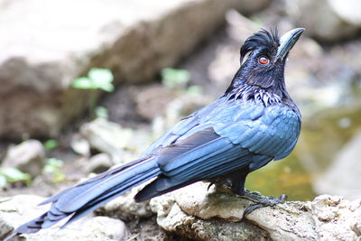 Close-up of bird perching on branch