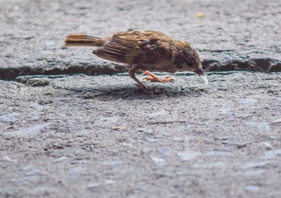 Side view of bird on land