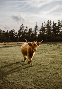 Highland cattle standing on field