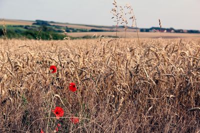 Close-up of red flowers growing in field against clear sky